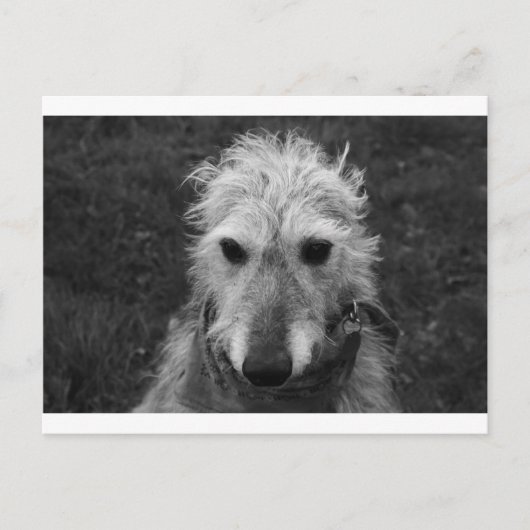 Carte Postale Lurcher (Devant)