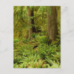 Carte Postale Lush Forest & Ferns Ecola State Park, Oregon