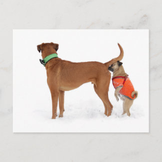 Carte Postale Lustige Kommunikation Geruchssinn Verhalten Hunde