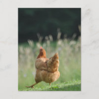 Lustiges Huhn Tiermotive Bauernhof Tiere
