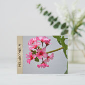 Carte postale Lustra Pelargonium (Debout devant)