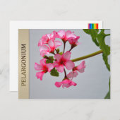 Carte postale Lustra Pelargonium (Devant / Derrière)