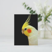 Carte Postale Lutino Cockatiel (Debout devant)