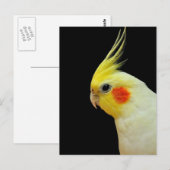 Carte Postale Lutino Cockatiel (Devant / Derrière)