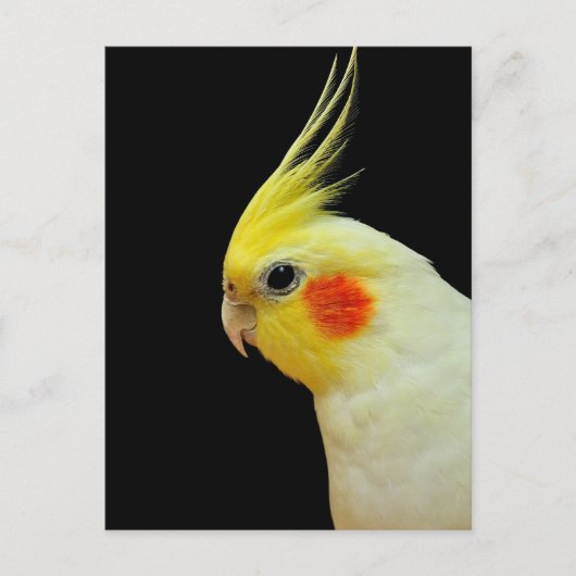 Carte Postale Lutino Cockatiel (Devant)