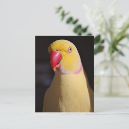 Carte Postale Lutino Indian Ringneck Parakeet Beak (Debout devant)