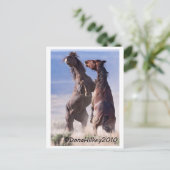 Carte Postale Lutte Wild Mustang (Debout devant)