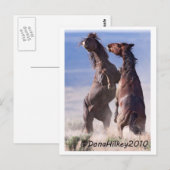 Carte Postale Lutte Wild Mustang (Devant / Derrière)