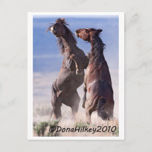 Carte Postale Lutte Wild Mustang