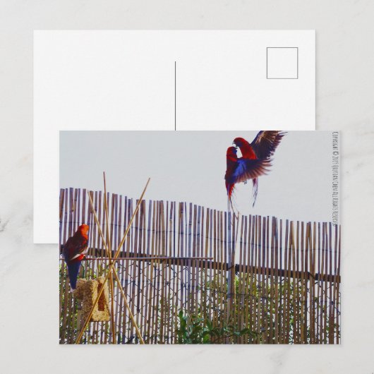 Carte Postale Lutter pour la fille (Devant / Derrière)