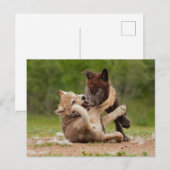 Carte Postale Luttes de louveteaux gris (Devant / Derrière)
