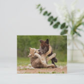 Carte Postale Luttes de louveteaux gris (Debout devant)