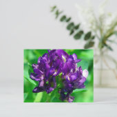 Carte Postale Luzerne de Prairie Violette (Debout devant)