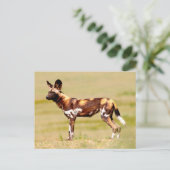 Carte Postale Lycaon Pictus Debout (Debout devant)