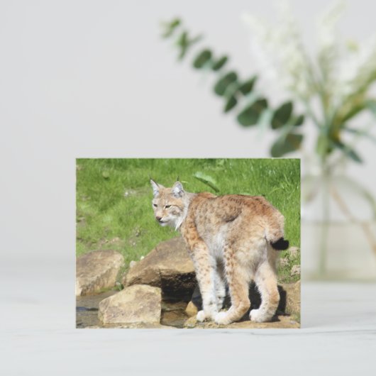 Carte Postale Lynx (Debout devant)