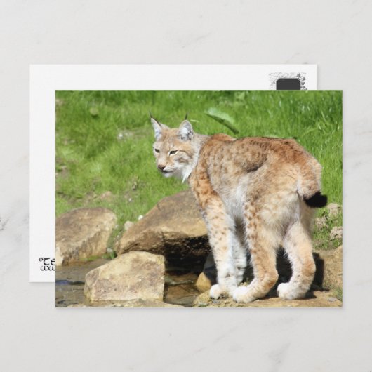 Carte Postale Lynx (Devant / Derrière)