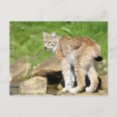 Carte Postale Lynx (Devant)