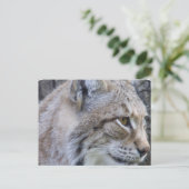 Carte postale Lynx (Debout devant)