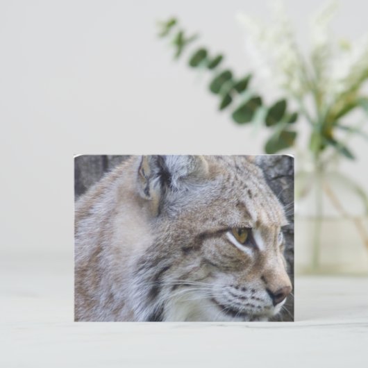 Carte postale Lynx (Debout devant)