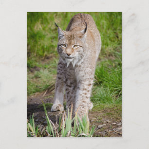 Carte Postale Lynx