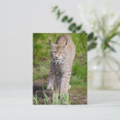 Carte Postale Lynx (Debout devant)