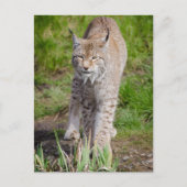 Carte Postale Lynx (Devant)