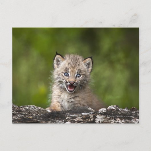 Carte Postale Lynx Bébé Regardant Sur Un Arbre Tombé (Devant)
