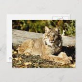 Carte Postale Lynx canadienne (Devant / Derrière)
