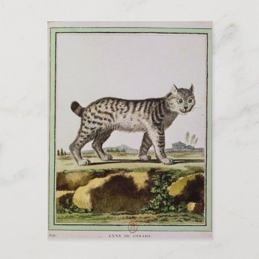Carte Postale Lynx canadienne (Devant)