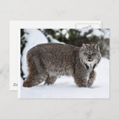 Carte Postale Lynx canadienne dans la neige (Devant / Derrière)
