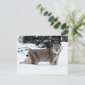 Carte Postale Lynx canadienne dans la neige (Debout devant)