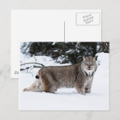 Carte Postale Lynx canadienne dans la neige (Devant / Derrière)