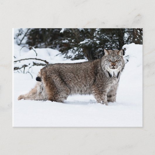 Carte Postale Lynx canadienne dans la neige (Devant)