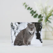 Carte Postale Lynx canadienne dans la neige (Debout devant)