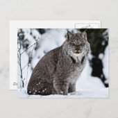 Carte Postale Lynx canadienne dans la neige (Devant / Derrière)