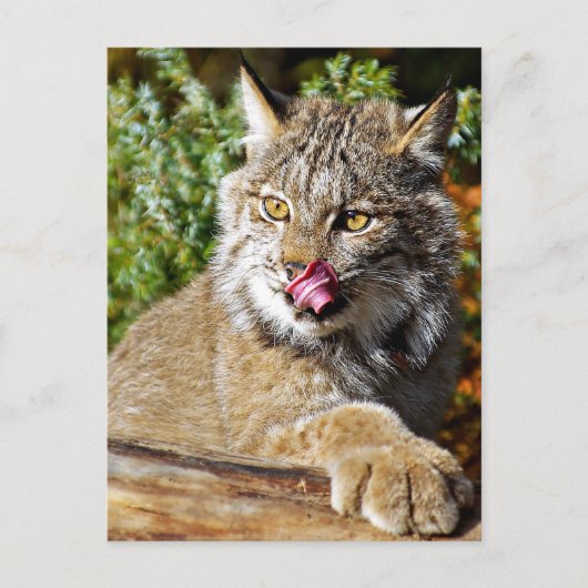 Carte Postale Lynx canadienne - Tout (Devant)