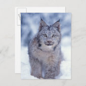 Carte Postale Lynx dans la neige dans les contreforts (Devant / Derrière)