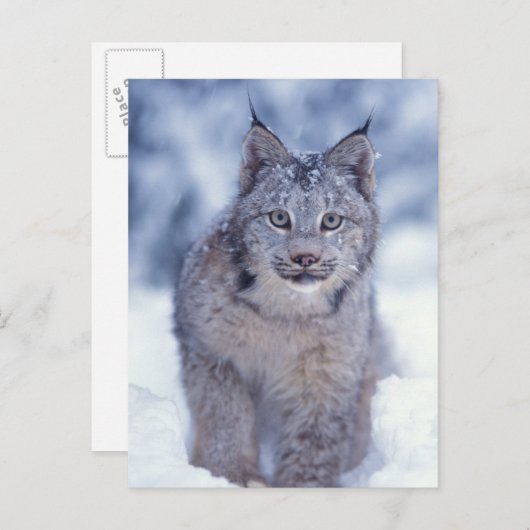 Carte Postale Lynx dans la neige dans les contreforts (Devant / Derrière)