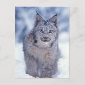 Carte Postale Lynx dans la neige dans les contreforts (Devant)