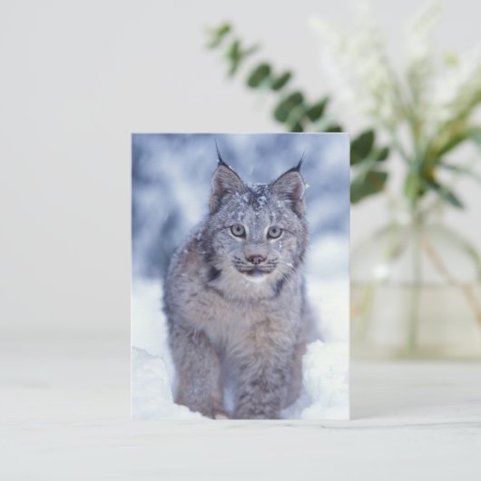 Carte Postale Lynx dans la neige dans les contreforts (Debout devant)