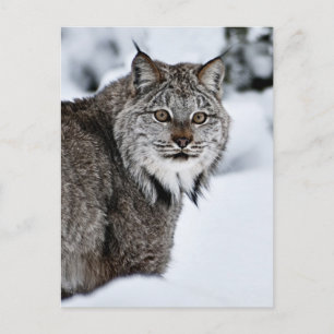 Carte Postale Lynx de Canadian