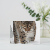 Carte Postale Lynx de neige (Debout devant)