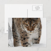 Carte Postale Lynx de neige (Devant / Derrière)