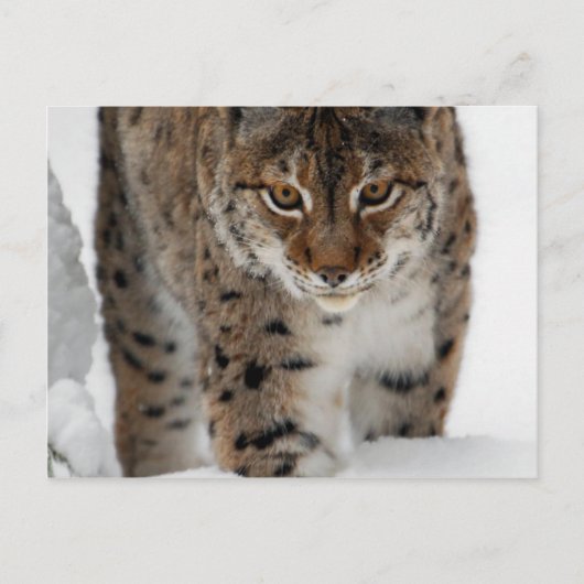 Carte Postale Lynx de neige (Devant)
