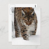 Carte Postale Lynx de neige (Devant / Derrière)