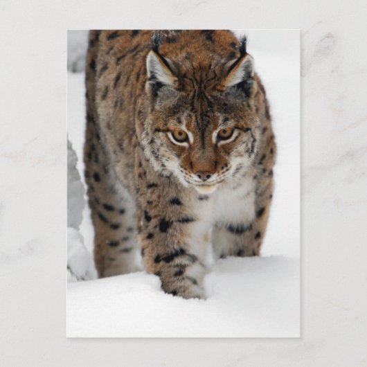 Carte Postale Lynx de neige (Devant)