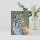 Carte postale Lynx de Sibérie (Debout devant)