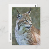 Carte postale Lynx de Sibérie (Devant / Derrière)