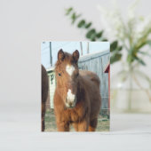 Carte Postale Lynx de Sugarman (Debout devant)