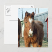 Carte Postale Lynx de Sugarman (Devant / Derrière)